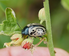 Calligrapha dislocata
