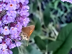 Polites themistocles