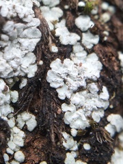 Lepraria normandinoides