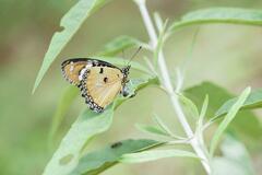 Hypolimnas misippus