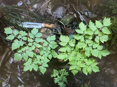 Corydalis