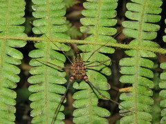 Sodreana hatschbachi