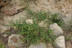 Zygophyllum fabago