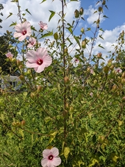 Hibiscus laevis