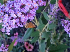 Polites themistocles