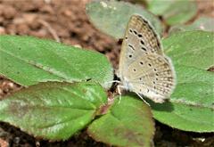Zizeeria karsandra