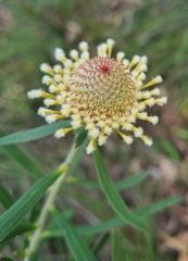 Isopogon sphaerocephalus