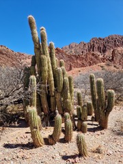 Trichocereus tacaquirensis