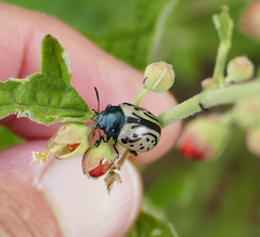 Calligrapha dislocata