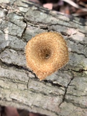 Lentinus crinitus