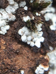 Lepraria normandinoides