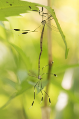 Bittacomorpha clavipes