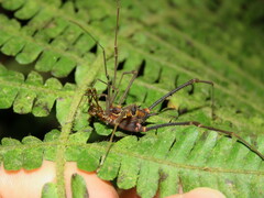 Sodreana hatschbachi