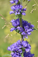 Campanula cervicaria