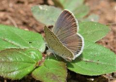 Zizeeria karsandra