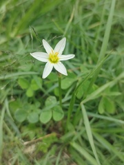 Nothoscordum bivalve