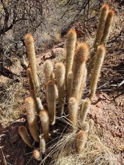 Cleistocactus