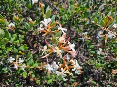 Ancylobothrys capensis