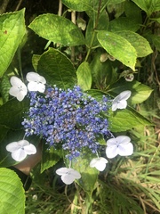 Hydrangea