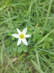 Nothoscordum bivalve