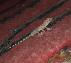 Tarentola deserti