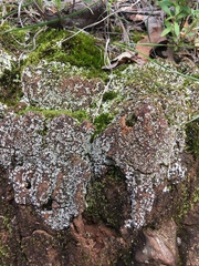 Lepraria normandinoides