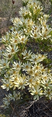 Leucadendron foedum