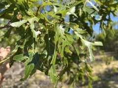 Quercus shumardii