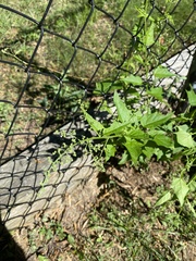 Chenopodiastrum hybridum