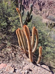 Cleistocactus