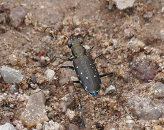 Cicindela punctulata