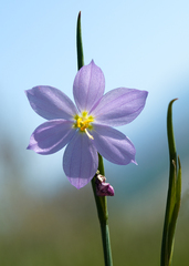 Sisyrinchium idahoense