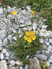 Ranunculus acris
