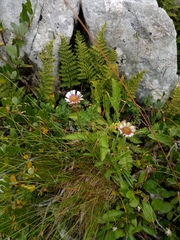Erigeron uniflorus