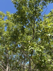 Quercus shumardii