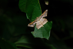 Krananda latimarginaria