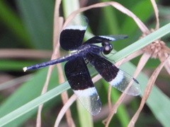 Neurothemis tullia