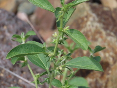 Ditaxis serrata