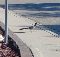 Geococcyx californianus