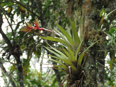 Bromeliaceae