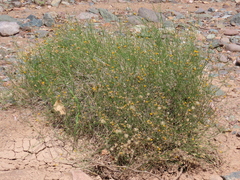 Bebbia juncea aspera