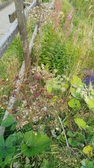 Heracleum sphondylium