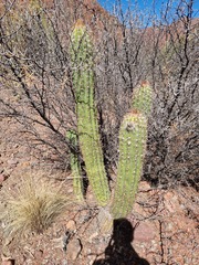 Trichocereus tacaquirensis