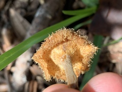 Lentinus crinitus