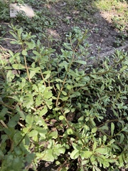 Portulaca oleracea
