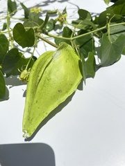 Asclepiadoideae