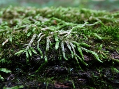 Entodon cladorrhizans