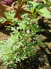 Leucospora multifida