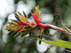 Bromeliaceae