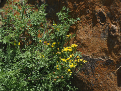 Cineraria lyratiformis